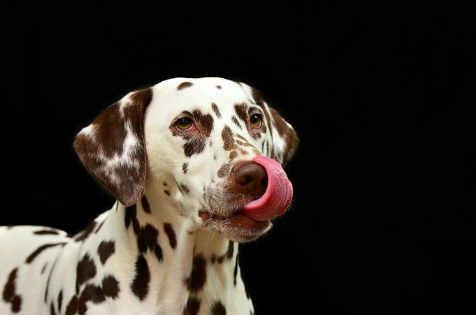 9 Redenen Waarom Uw Hond Langzaam Loopt - 9 Tips