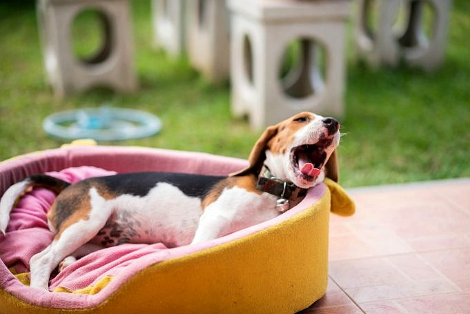 Dit Zijn De Best Beoordeelde Hondenbedden Van Traagschuim. Wat Je Moet Weten