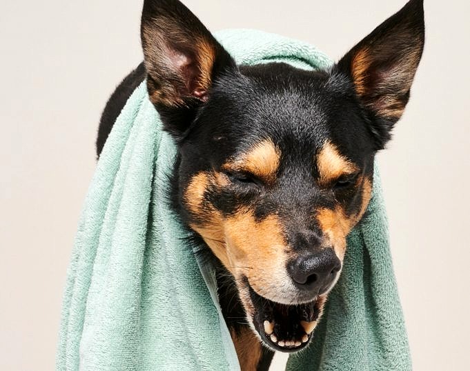 Een Vrouwelijke Hond Verzorgen Warmtereiniging, Verzorging En Veelgestelde Vragen