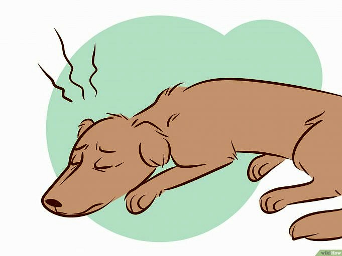 Euthanasie. Hoe Weet U Wanneer Het Tijd Is Om Uw Hond In Te Laten Slapen?