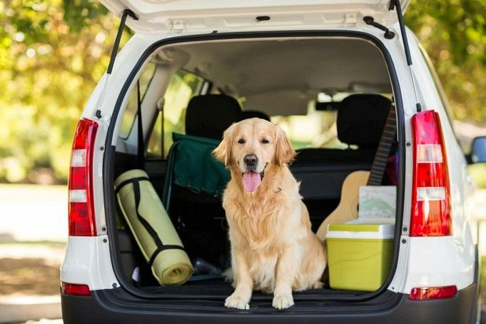 Hier Zijn 4 Tips Voor Reizen Met Honden