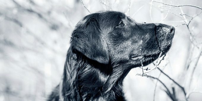 Hoe Ziet Hondenschurft Eruit En Hoe Te Behandelen?