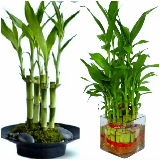 Is Het Mogelijk Om Een Lucky Bamboo In Een Aquarium Te Planten?
