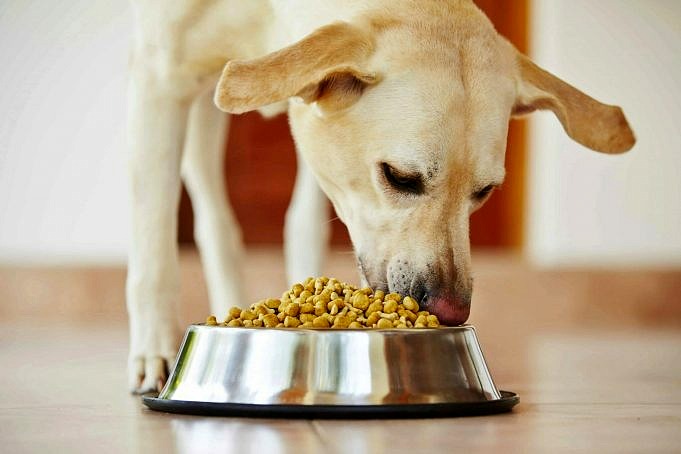 Kunnen Honden Kleurstof Eten? Voor Het Grootste Gedeelte,