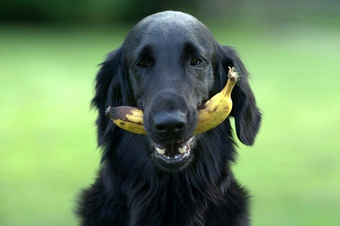 Kunnen Honden Veenbessen Eten? Veiligheid, Voor- En Nadelen, Hoeveelheid En Veelgestelde Vragen