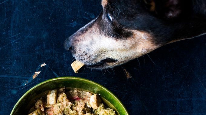 Mogen Honden Broccoli Eten? Ja! Je Kunt Ze Op Veel Manieren Bereiden