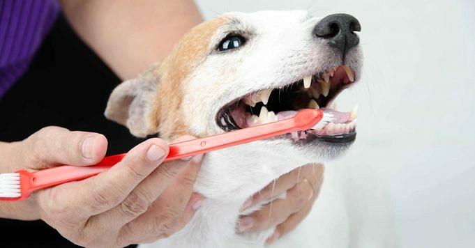 Tips Voor Het Tandenpoetsen Van Honden